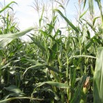 image of green corn stalks before harvest