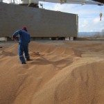 image of worker shoveling bulk wheat