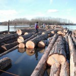 image of logs floating in the water