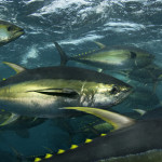 image of yellowfin tuna (Thunnus albacares) swimming in tuna pen in La Paz, Mexico at the world's only value-added yellowfin tuna operation.